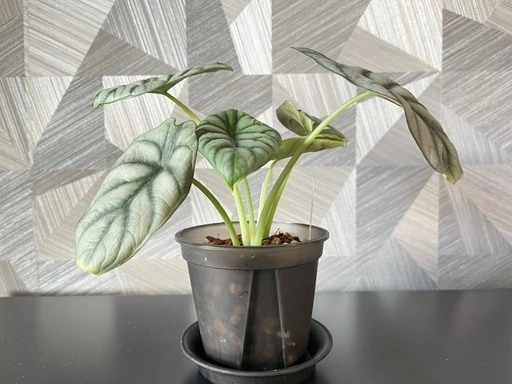 【観葉植物】アロカシアシルバードラゴン 鉢付き✨