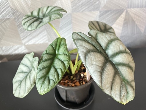 【観葉植物】アロカシアシルバードラゴン　鉢付き✨の写真2枚目