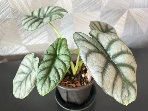 【観葉植物】アロカシアシルバードラゴン 鉢付き✨の写真2枚目
