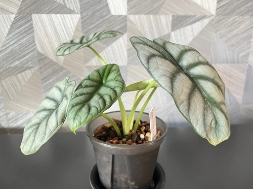 【観葉植物】アロカシアシルバードラゴン 鉢付き✨の写真3枚目