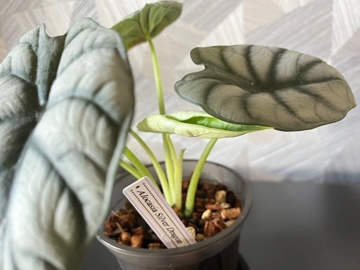 【観葉植物】アロカシアシルバードラゴン 鉢付き✨の写真4枚目
