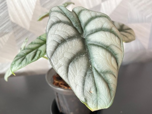 【観葉植物】アロカシアシルバードラゴン　鉢付き✨の写真5枚目