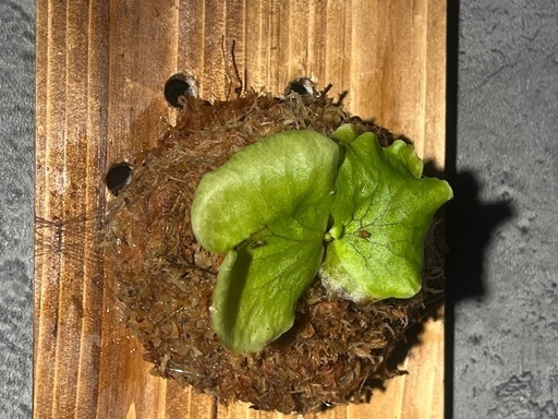 【観葉植物】ビカクシダコロナリウム板付け　#2の写真2枚目