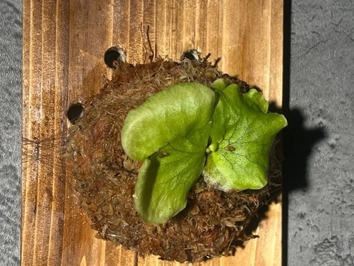 【観葉植物】ビカクシダコロナリウム板付け #2の写真2枚目