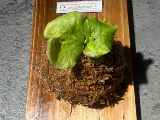 【観葉植物】ビカクシダコロナリウム板付け #2の写真4枚目
