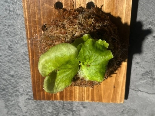 【観葉植物】ビカクシダコロナリウム板付け #2の写真5枚目