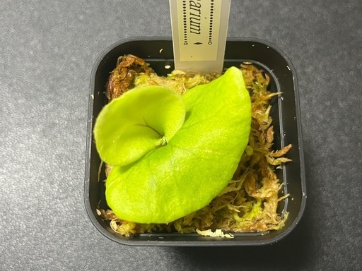 【観葉植物】ビカクシダコロナリウム胞子培養株幼苗🌱✨