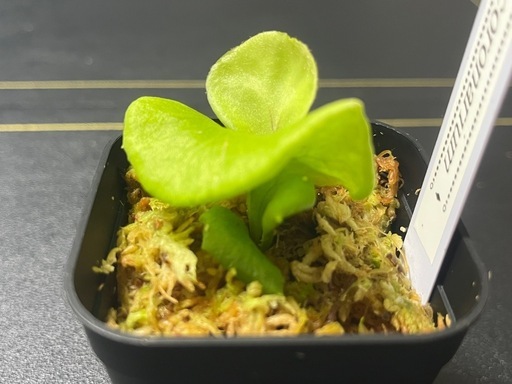 【観葉植物】ビカクシダコロナリウム胞子培養株幼苗🌱✨の写真2枚目