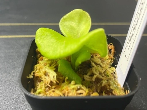 【観葉植物】ビカクシダコロナリウム胞子培養株幼苗🌱✨の写真2枚目