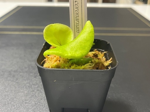 【観葉植物】ビカクシダコロナリウム胞子培養株幼苗🌱✨の写真3枚目