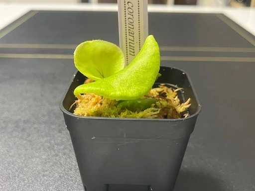 【観葉植物】ビカクシダコロナリウム胞子培養株幼苗🌱✨の写真3枚目
