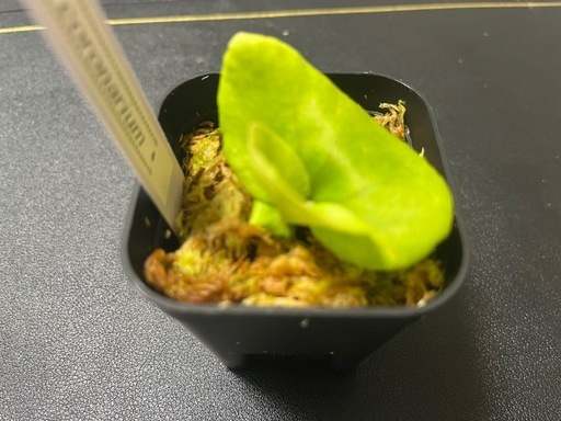 【観葉植物】ビカクシダコロナリウム胞子培養株幼苗🌱✨の写真4枚目