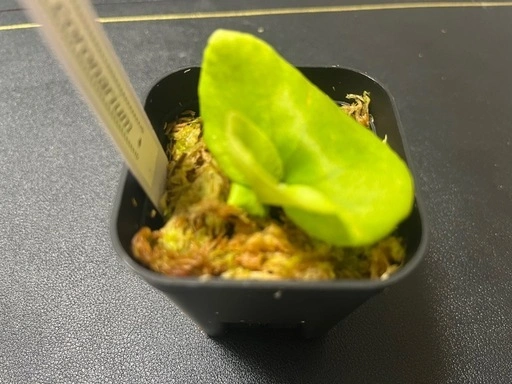 【観葉植物】ビカクシダコロナリウム胞子培養株幼苗🌱✨の写真4枚目