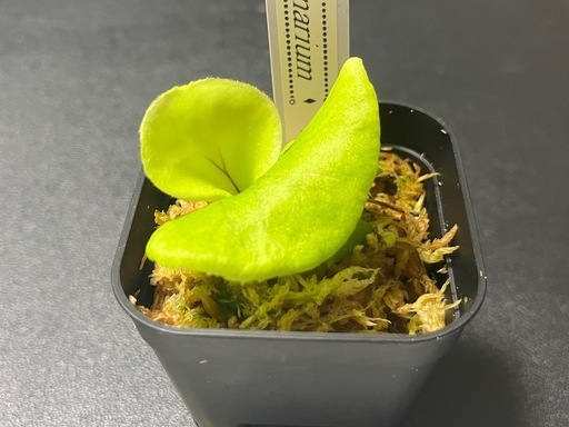 【観葉植物】ビカクシダコロナリウム胞子培養株幼苗🌱✨の写真5枚目