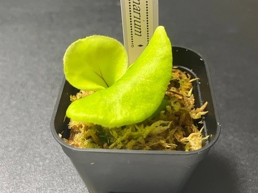 【観葉植物】ビカクシダコロナリウム胞子培養株幼苗🌱✨の写真5枚目