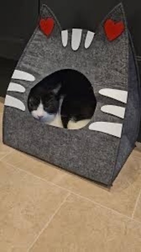猫ちゃんハウスの写真4枚目