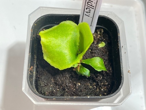 【観葉植物】リドレイ＆キッチャックード幼苗セット✨🌱の写真2枚目