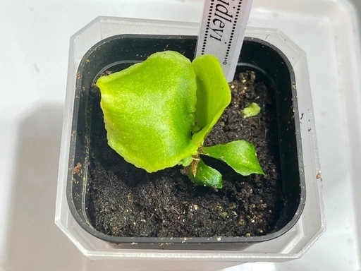 【観葉植物】リドレイ&キッチャックード幼苗セット✨🌱の写真2枚目