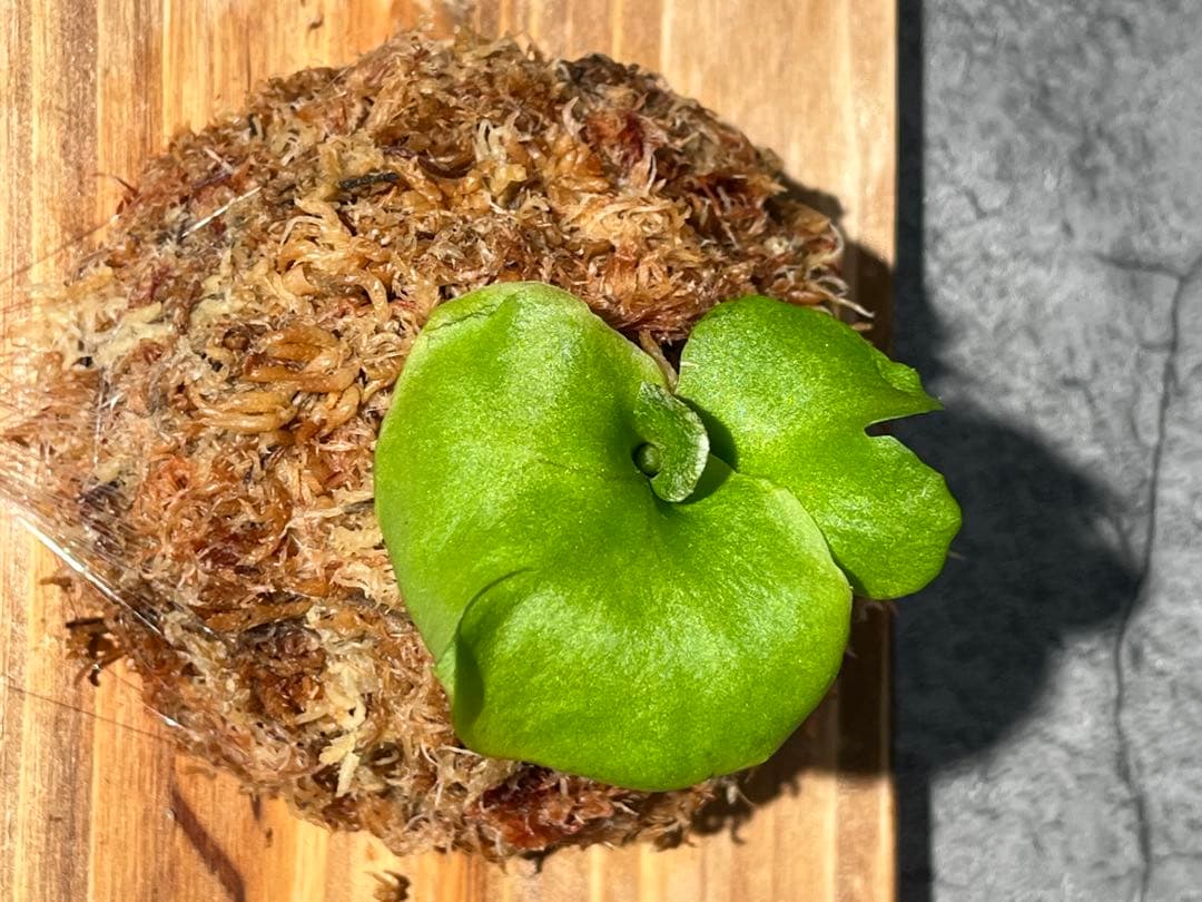 ビカクシダ板付け　P. ridleyi spore リドレイの写真2枚目