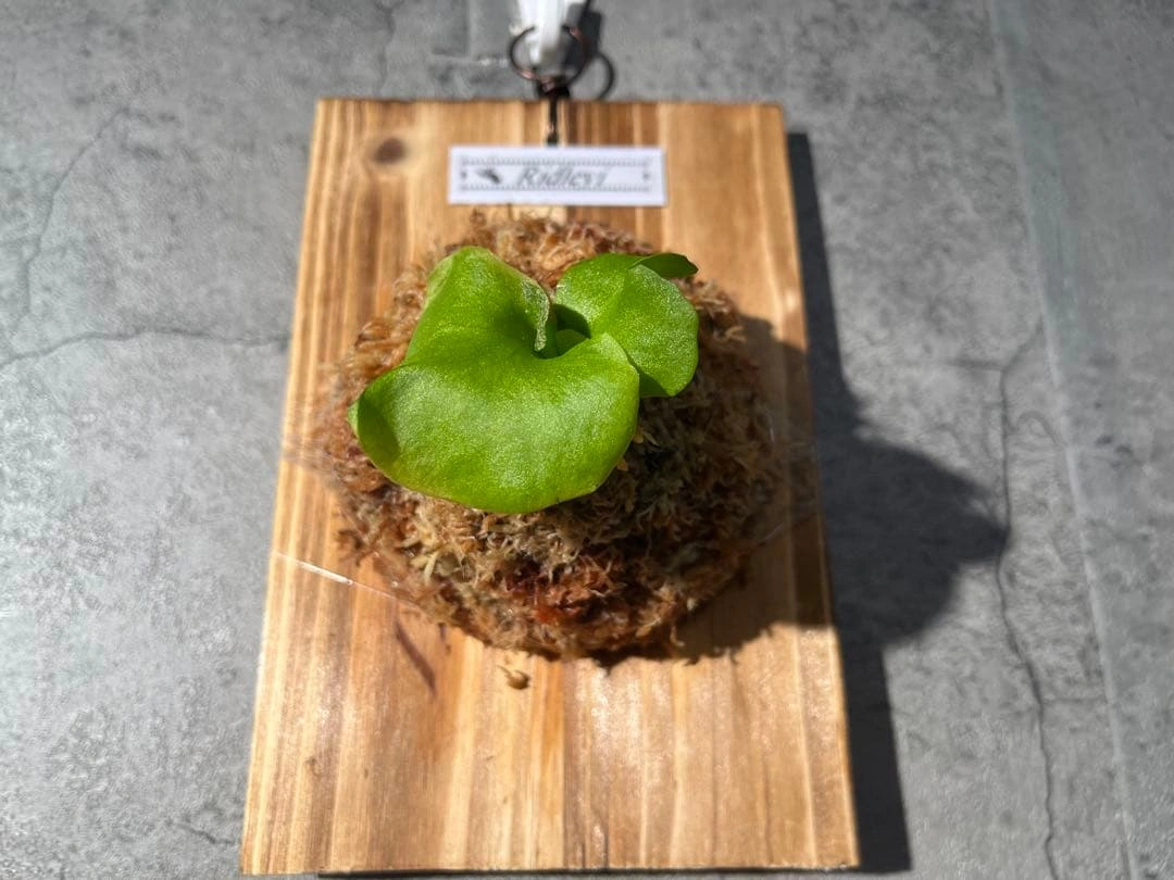 ビカクシダ板付け P. ridleyi spore リドレイの写真5枚目