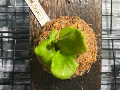 【観葉植物】✨人気の✨ビカクシダリトルプリンセス板付け#222
