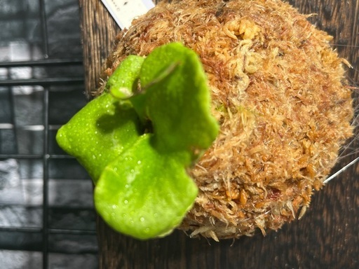 【観葉植物】✨人気の✨ビカクシダリトルプリンセス板付け#222の写真3枚目