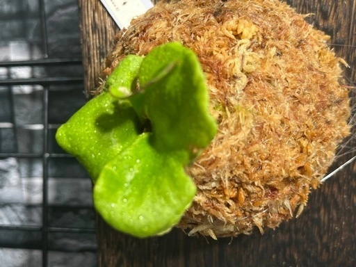 【観葉植物】✨人気の✨ビカクシダリトルプリンセス板付け#222の写真3枚目