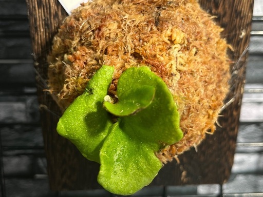【観葉植物】✨人気の✨ビカクシダリトルプリンセス板付け#222の写真4枚目