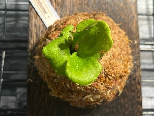 【観葉植物】✨人気の✨ビカクシダリトルプリンセス板付け#222の写真5枚目