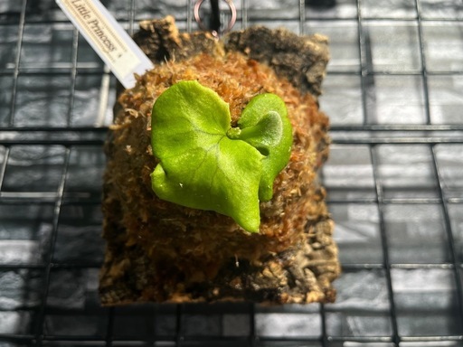 【ビカクシダ】人気品種🌱リトルプリンセスカッコいいコルク板付け🉐#111