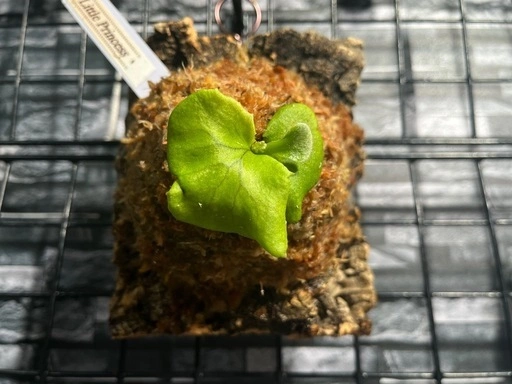 【ビカクシダ】人気品種🌱リトルプリンセスカッコいいコルク板付け🉐#111