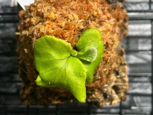 【ビカクシダ】人気品種🌱リトルプリンセスカッコいいコルク板付け🉐#111の写真2枚目