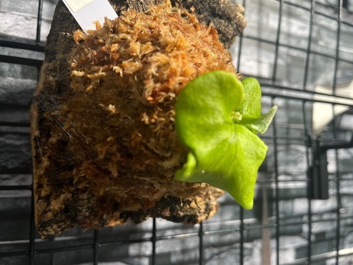 【ビカクシダ】人気品種🌱リトルプリンセスカッコいいコルク板付け🉐#111の写真3枚目