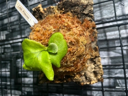【ビカクシダ】人気品種🌱リトルプリンセスカッコいいコルク板付け🉐#111の写真4枚目