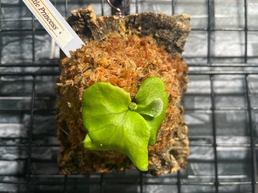 【ビカクシダ】人気品種🌱リトルプリンセスカッコいいコルク板付け🉐#111の写真5枚目