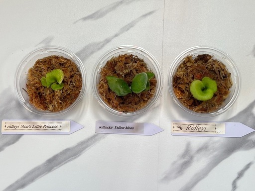 【観葉植物】ビカクシダ幼苗3セット🌱