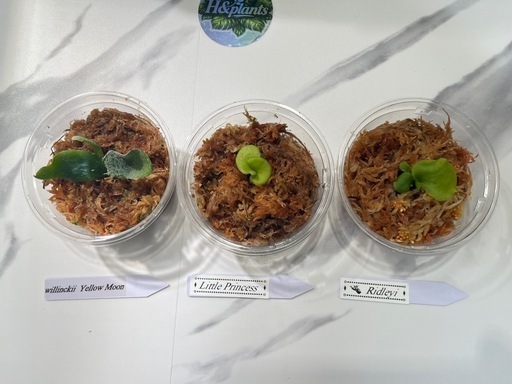 【観葉植物】ビカクシダ幼苗3セット🌱🌱🌱