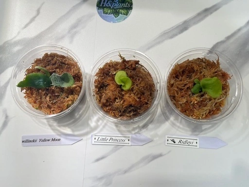 【観葉植物】ビカクシダ幼苗3セット🌱🌱🌱