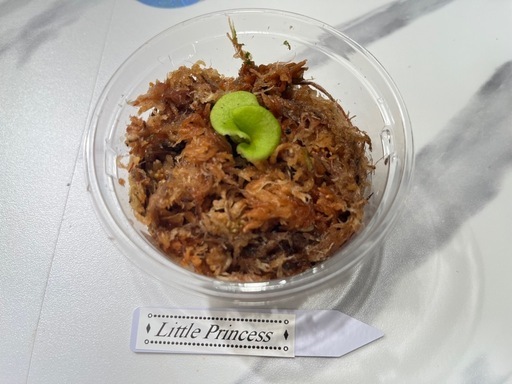 【観葉植物】ビカクシダ幼苗3セット🌱🌱🌱の写真3枚目