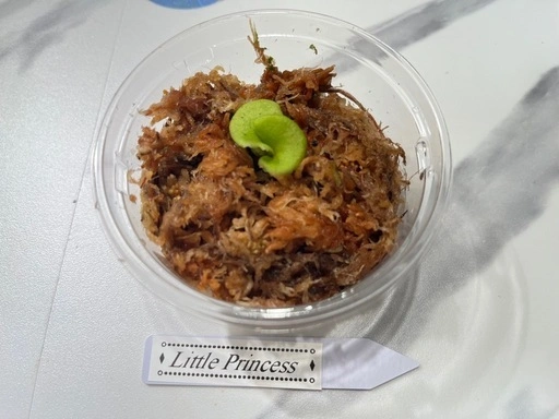 【観葉植物】ビカクシダ幼苗3セット🌱🌱🌱の写真3枚目