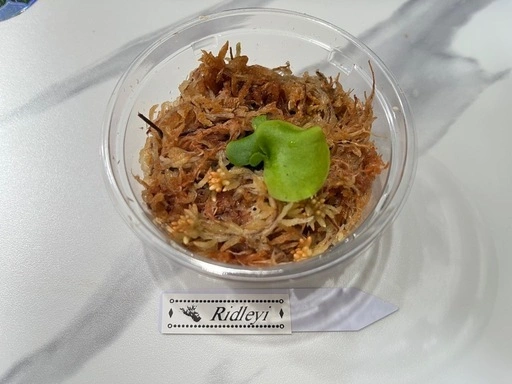 【観葉植物】ビカクシダ幼苗3セット🌱🌱🌱の写真4枚目