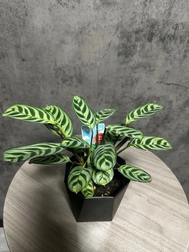 カラテアマランタ