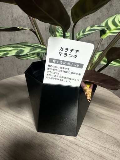カラテアマランタの写真2枚目