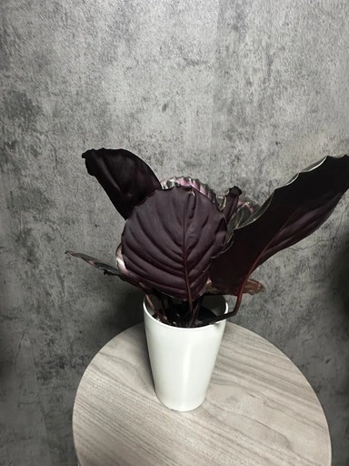 カラテア ドッティの写真2枚目