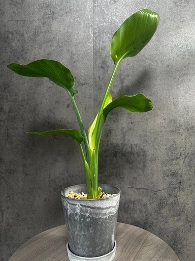 ストレチアオーガスタの写真4枚目