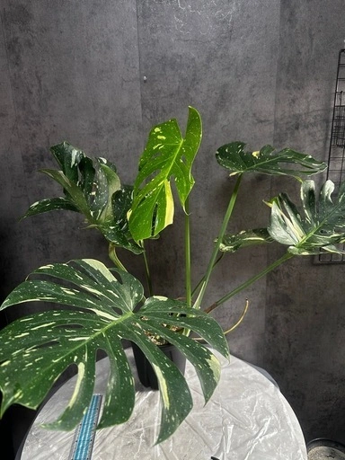 モンステラ デリシオーサ 斑入りの写真3枚目