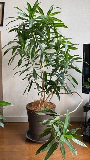 ドラセナ ソングオブジャマイカ 観葉植物
