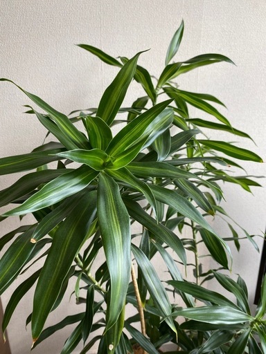 ドラセナ ソングオブジャマイカ 観葉植物の写真2枚目