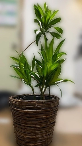 ドラセナ ソングオブジャマイカ 観葉植物の写真3枚目