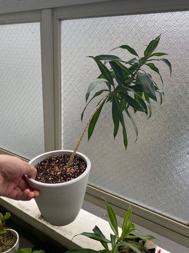 子株付き　ドラセナ・ソングオブジャマイカ 観葉植物